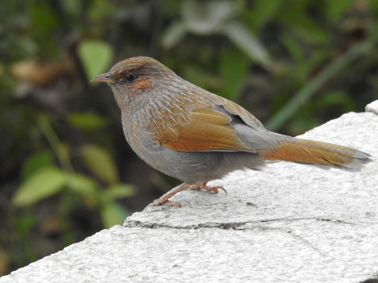 image Streaked Laughingthrush